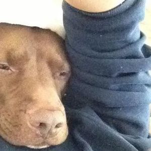 Meet your Posher, Daisy